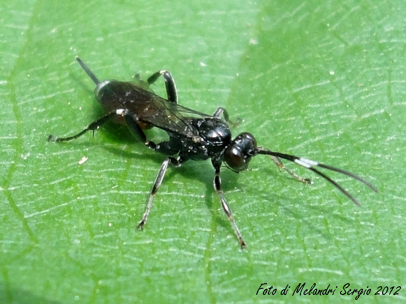 Ichneumonidae. Sottofamiglia Cryptinae